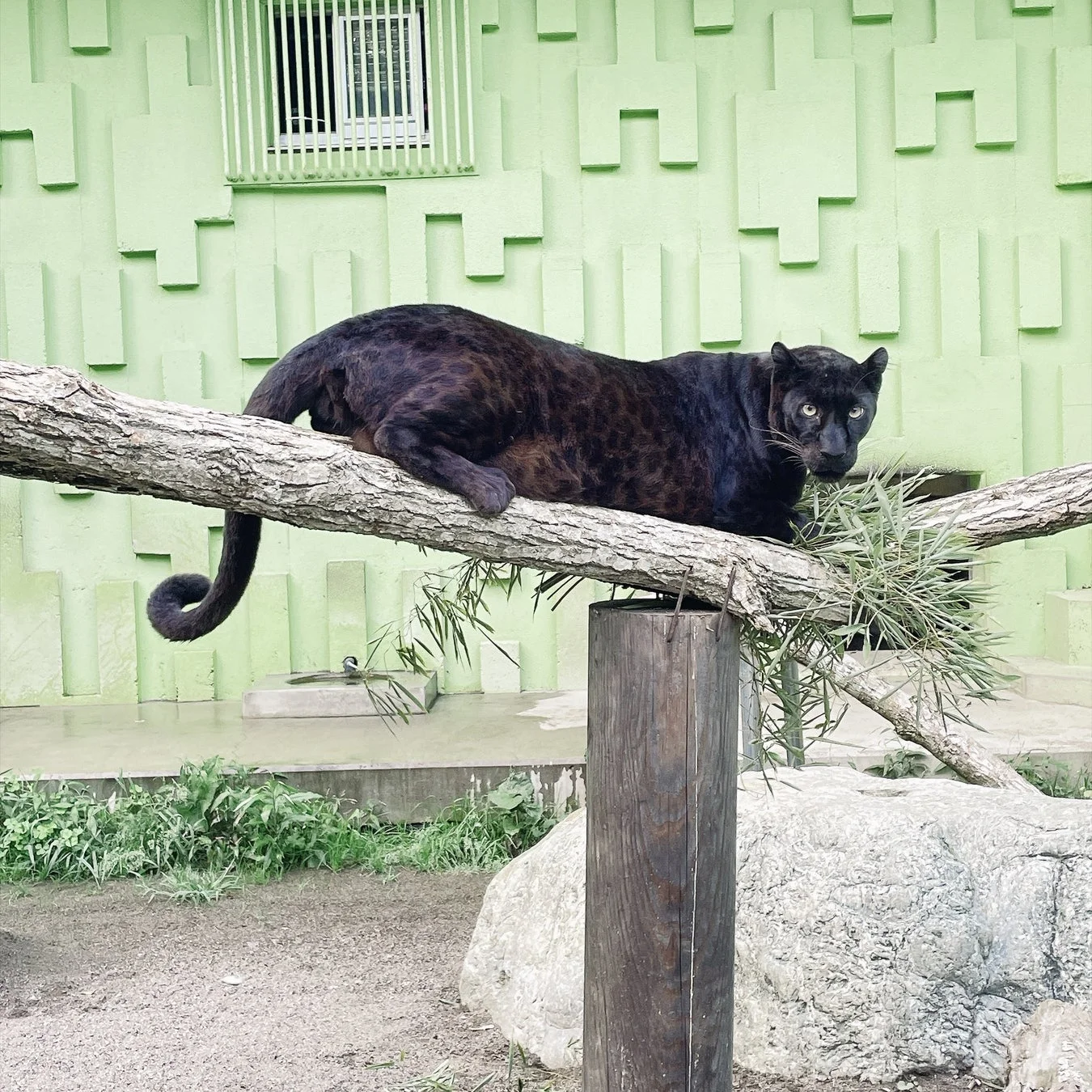 クロヒョウ
