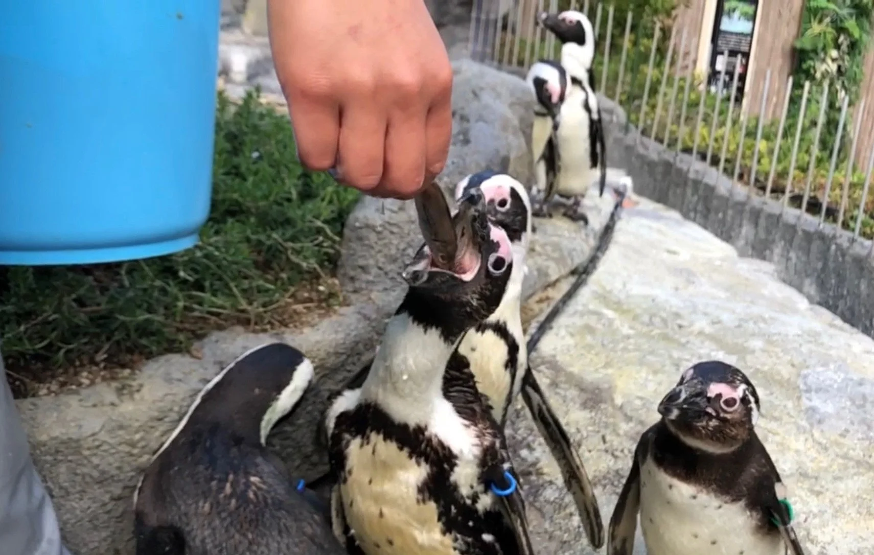 ペンギンに餌やり