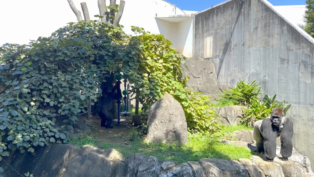 国内動物園初！千葉市動物公園にゴリラが自ら餌を探す「フォージポール」が登場！「世界ゴリラの日」イベントで体験のチャンス！