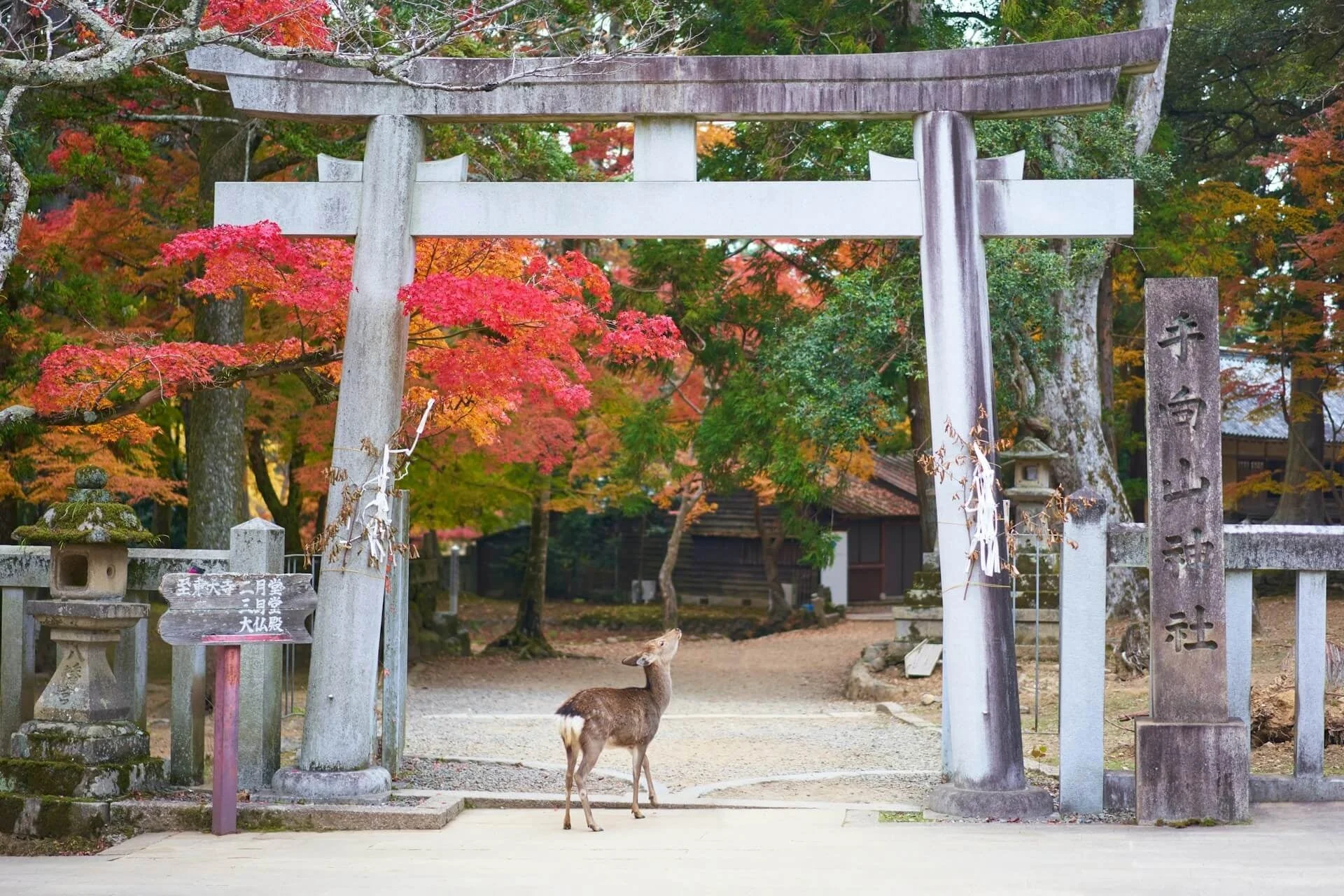 奈良県天川村の鳥居と紅葉に佇む鹿