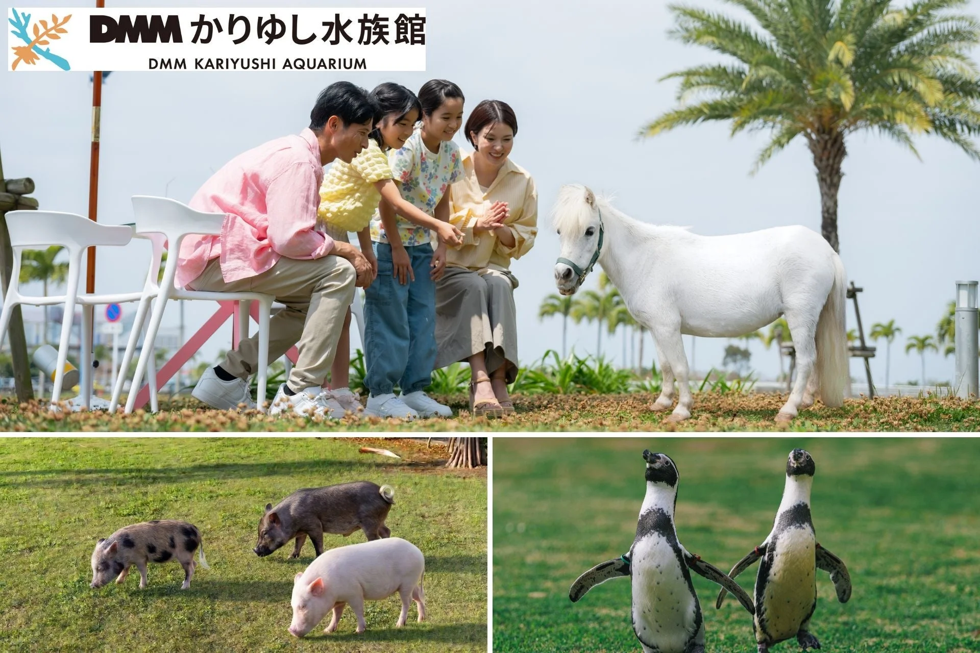 屋外エリアのふれあい動物たち