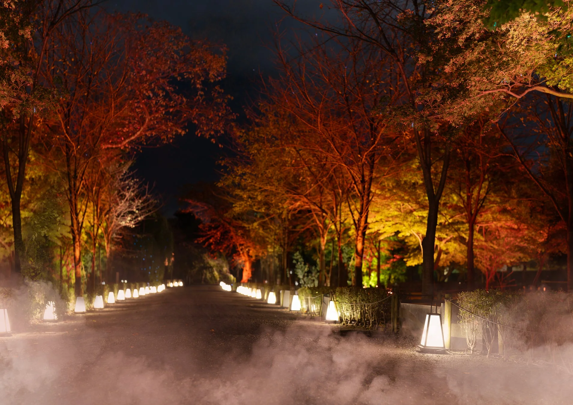 夜の道が幻想的にライトアップされた紅葉の風景です。