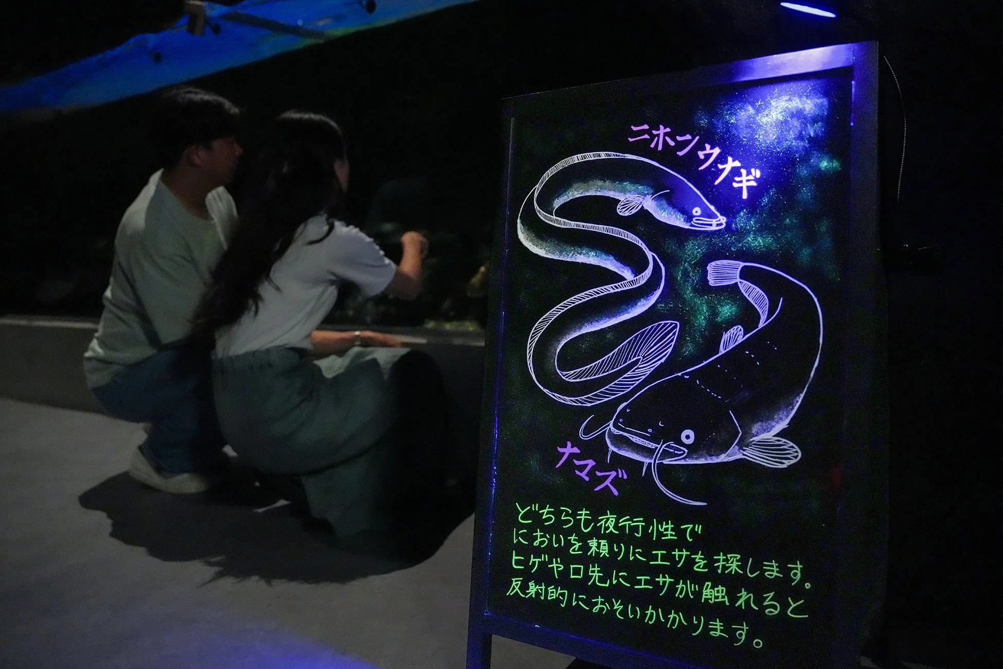夜の水族館で展示を見るカップルと光る解説ボード