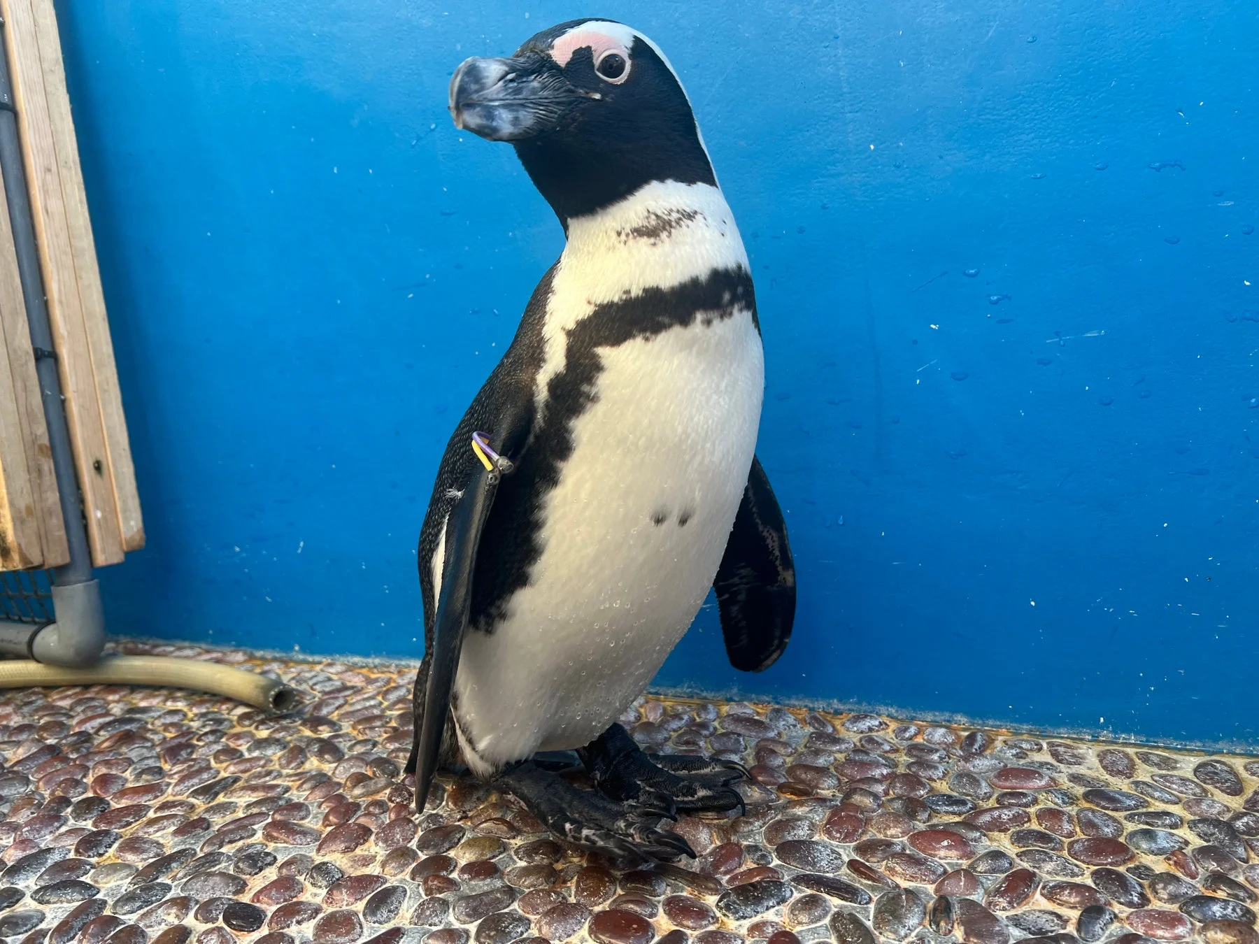 ペンギン