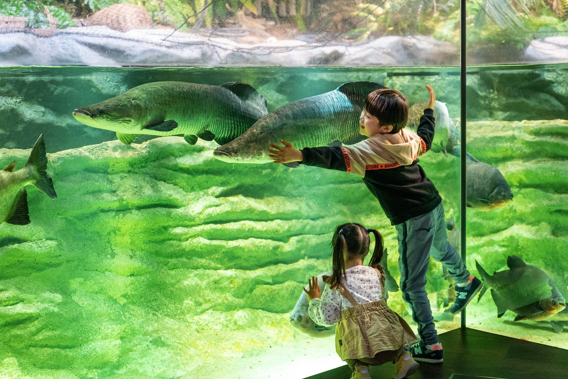 水族館で魚を見る子供たち