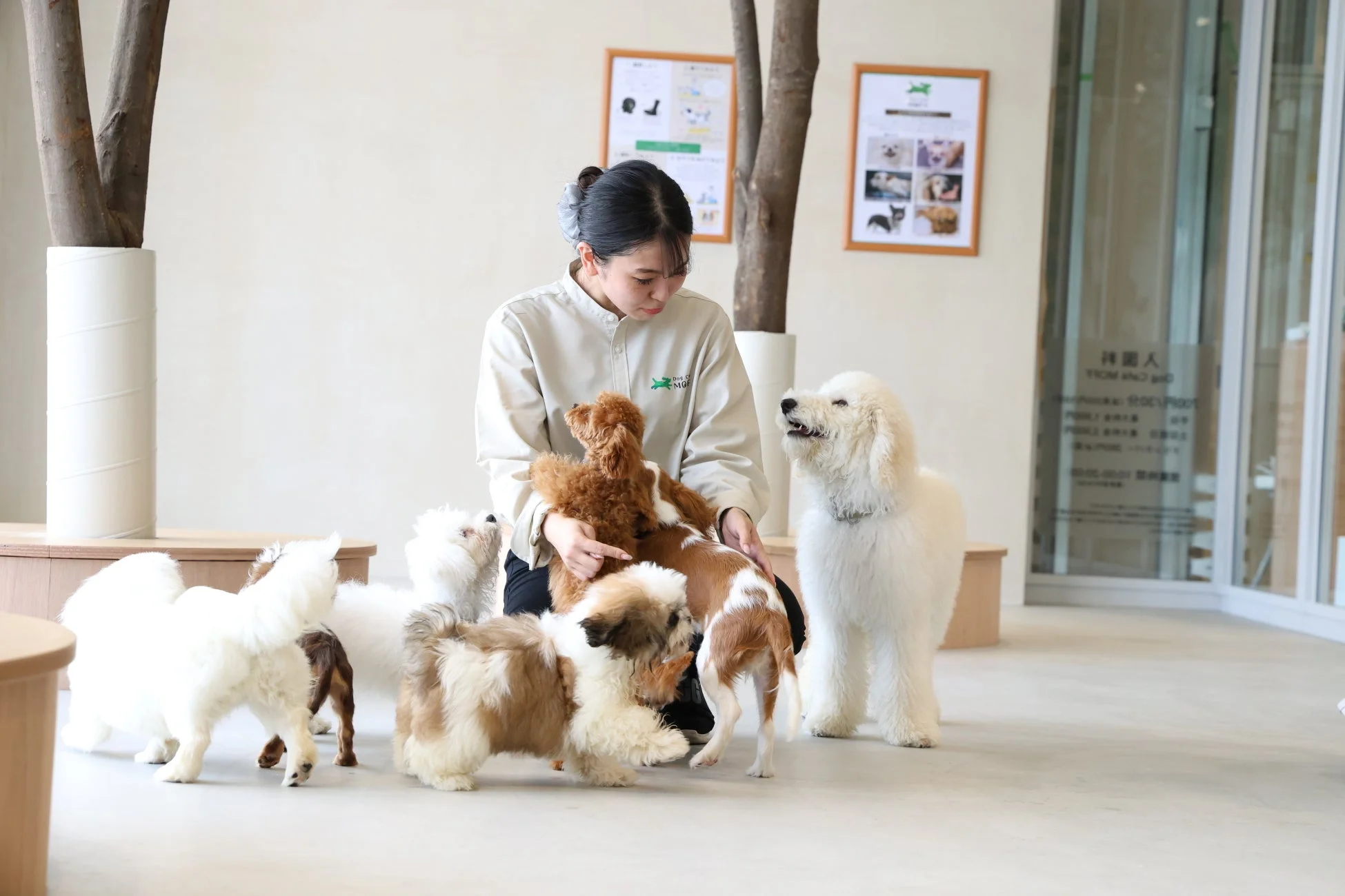 ドッグカフェの犬たちとスタッフ