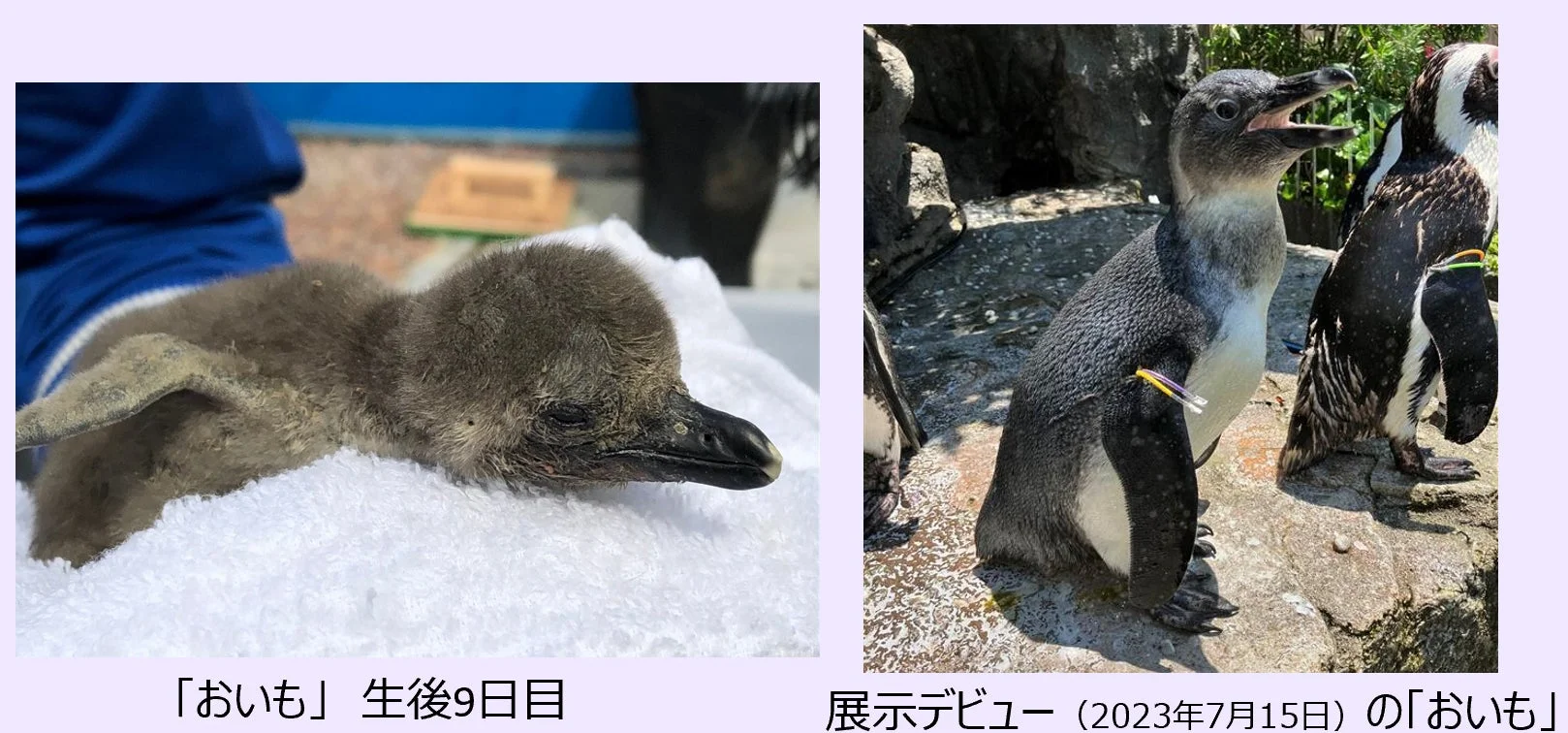 おいもの成長