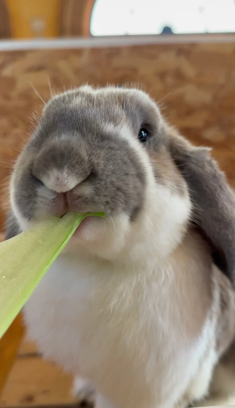緑の野菜を食べるロップイヤーうさぎ