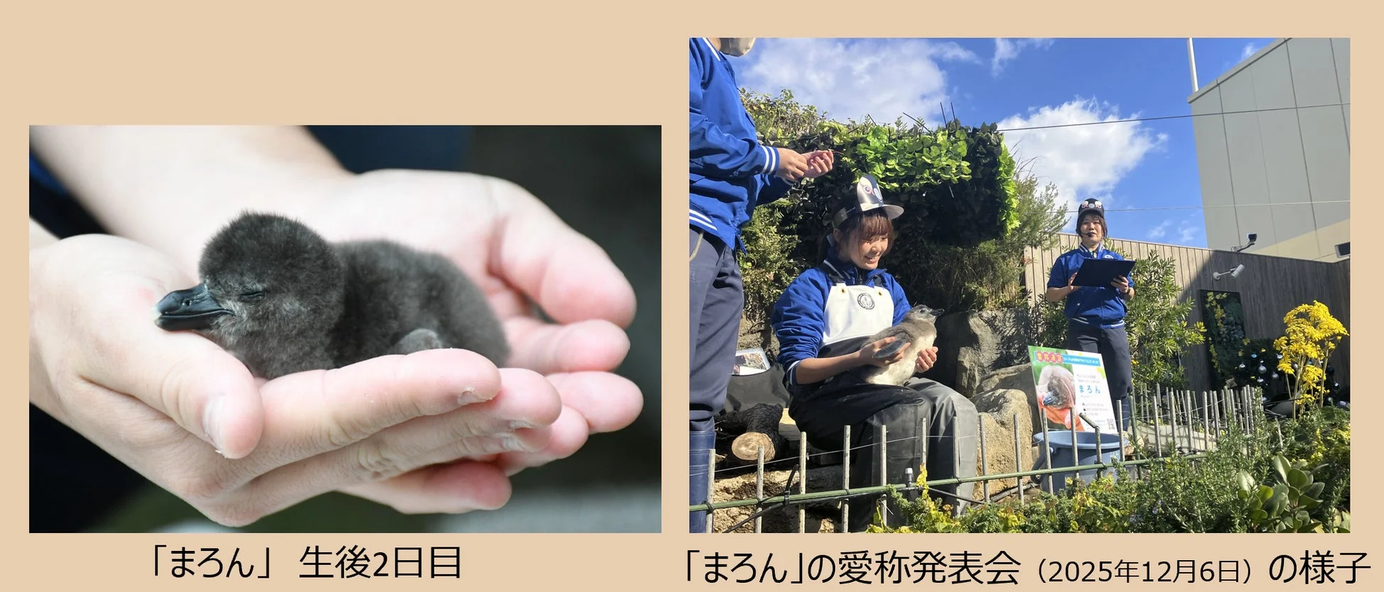 まろんの成長