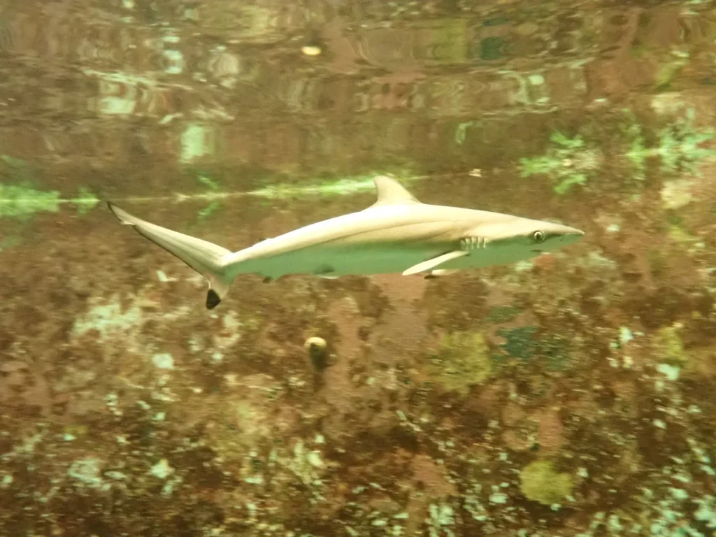 沖縄美ら海水族館で世界初の快挙!ホウライザメの幼魚が「黒潮の海」大水槽に登場!