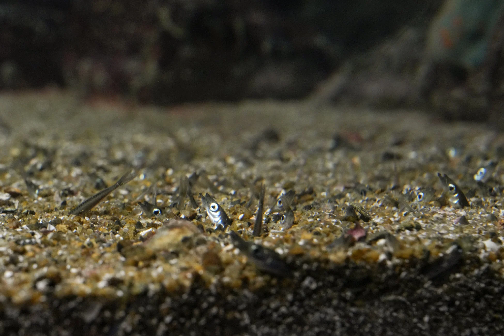 砂地から顔を出す多数の小さな魚たち