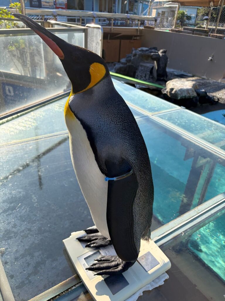 11月1日（日）は計量記念日　下田海中水族館でオウサマペンギンの体重を公開測定