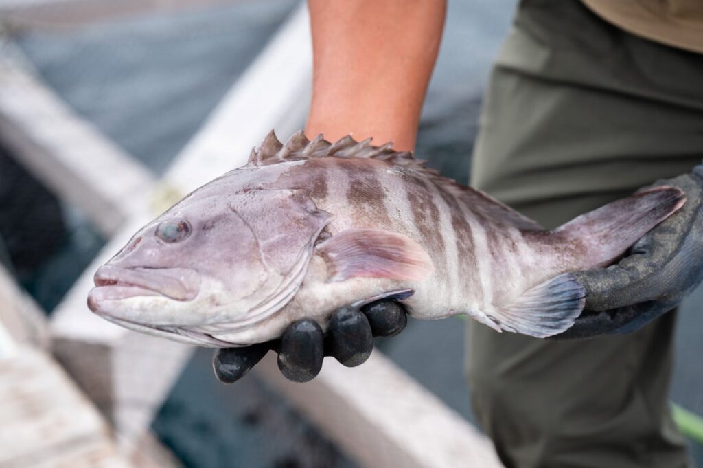 幻の高級魚マハタの「若狭おばま醤油干し」を新開発！100年フード実行委員会主催【あの海の見える、路地マルシェ】（10/31:福井県小浜市）にて初登場