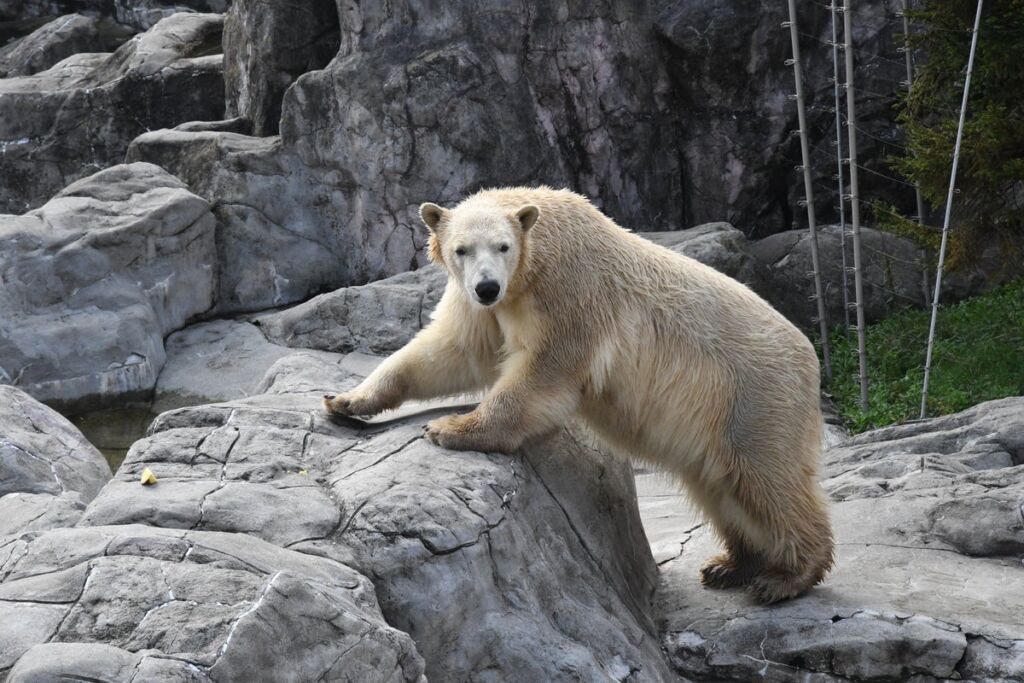 のんほいパークにホッキョクグマが再び 仙台市八木山動物公園から「うみ」が豊橋へ