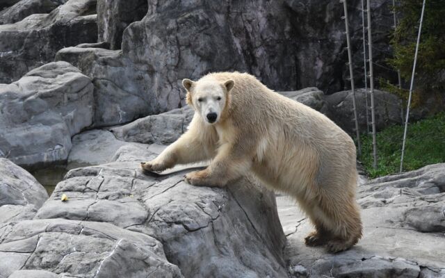 のんほいパークにホッキョクグマが再び　仙台市八木山動物公園から「うみ」が豊橋へ