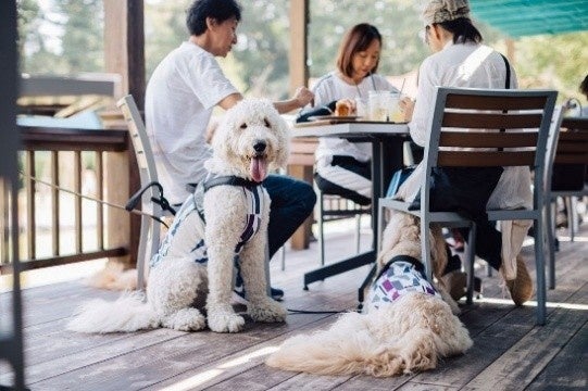 貸切バスで行く！豊洲・新宿発 愛犬と秋の埼玉 満喫ツアー「～TOBU Doggy Doggy BUS～」を実施
