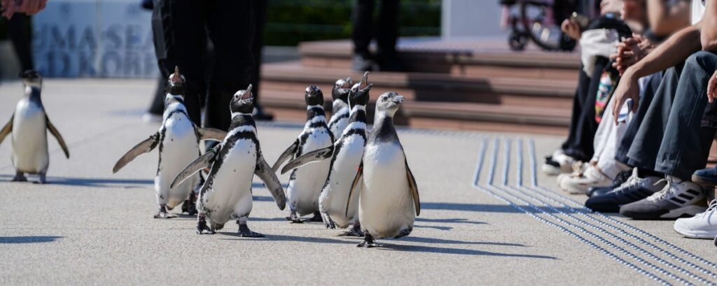 【神戸須磨シーワールド】秋からの新プログラム「ペンギンの散歩」を実施 ロッキーテラスでペンギンたちの愛らしい散歩を間近で観察しよう！