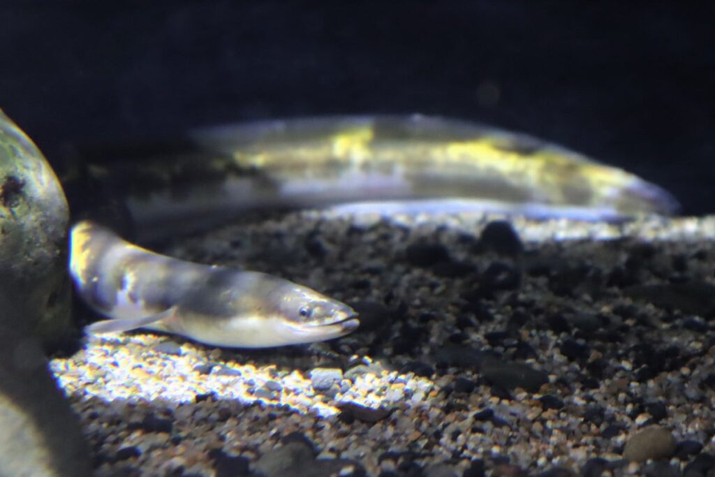 まるでバナナ⁉黄色のまだら模様が美しいニホンウナギを四国水族館で展示中