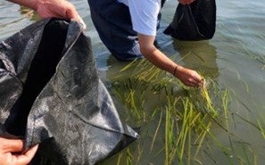 四国水族館で「アマモの苗床」づくり体験　宇多津の海に藻場を取り戻す取り組み